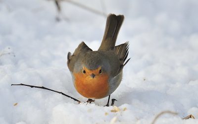 Es geht wieder los! Die Winterfütterung von Wildvögeln