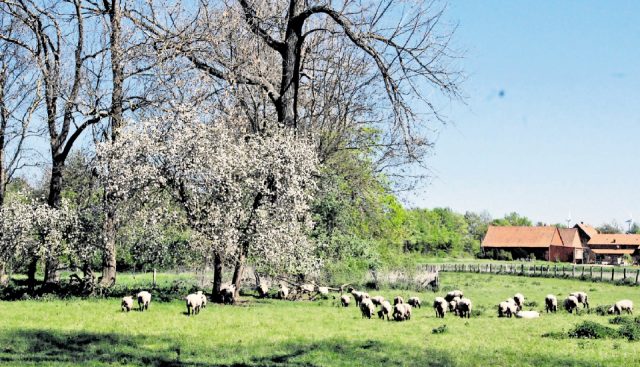Einige der umgewandelten Wiesen im Bruchgrabengebiet werden wie früher als Schafweiden oder zur Heuernte genutzt. Foto: Wiechens