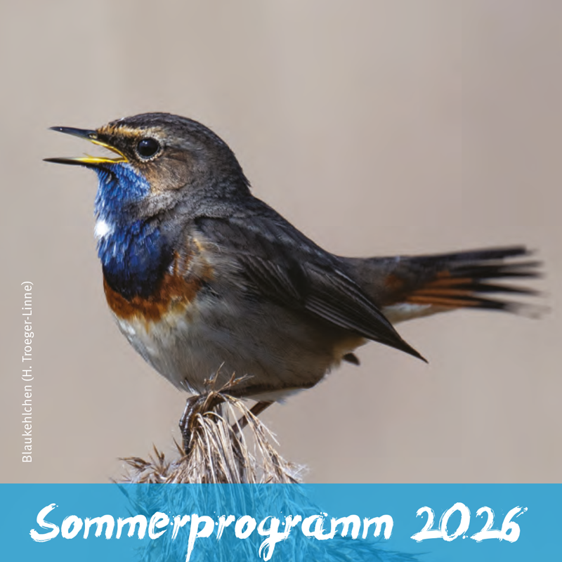 OVH_Sprog-2026 Programm